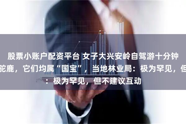 股票小账户配资平台 女子大兴安岭自驾游十分钟偶遇猞猁和驼鹿，它们均属“国宝”，当地林业局：极为罕见，但不建议互动